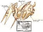 insectaship01